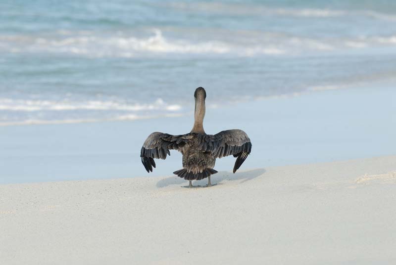 12_3123_GALAPAGOS_ESPAGNOLA