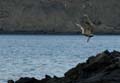 11_1026_GALAPAGOS_BARTOLOME