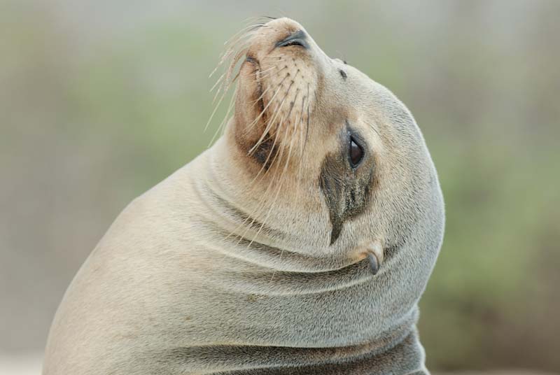 3179_GALAPAGOS_SANTA_FE
