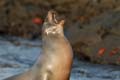 1787_GALAPAGOS_ISABELA_FERNANDINA