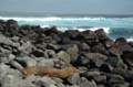 2779_GALAPAGOS_ESPAGNOLA