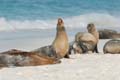 3088_GALAPAGOS_ESPAGNOLA