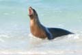 3105_GALAPAGOS_ESPAGNOLA