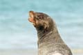 3144_GALAPAGOS_ESPAGNOLA