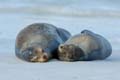 3158_GALAPAGOS_ESPAGNOLA