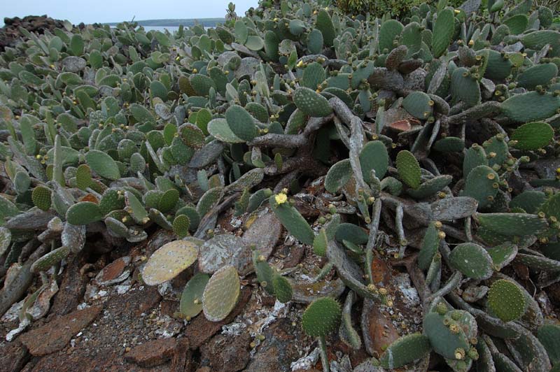 0376_GALAPAGOS_GENOVESA