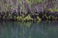 2159_GALAPAGOS_ISABELA